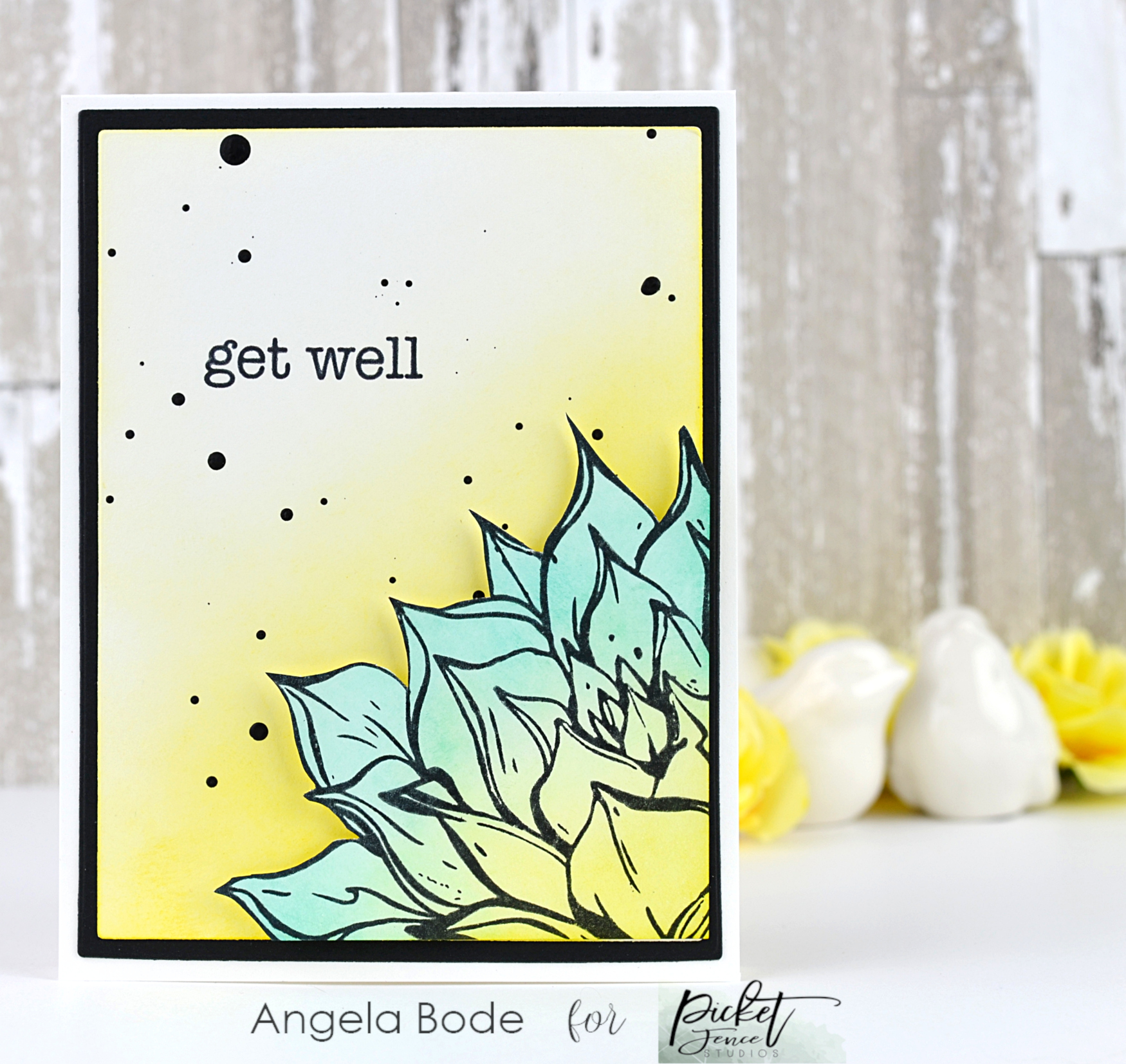 Aeonium African Succulent Aeonium African Succulent