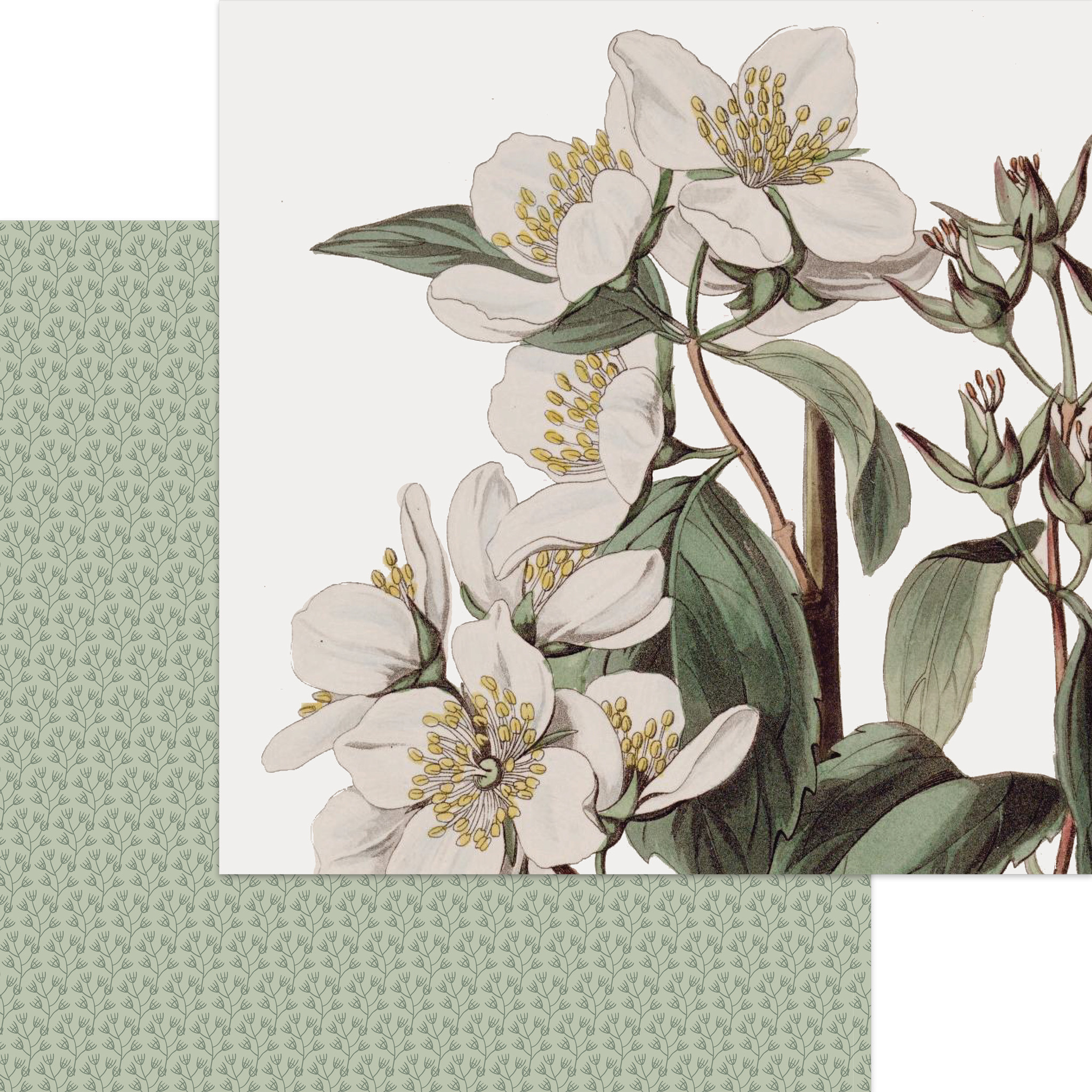 Savannah - Gingham Farms Collection - My MindÂ´s Eye