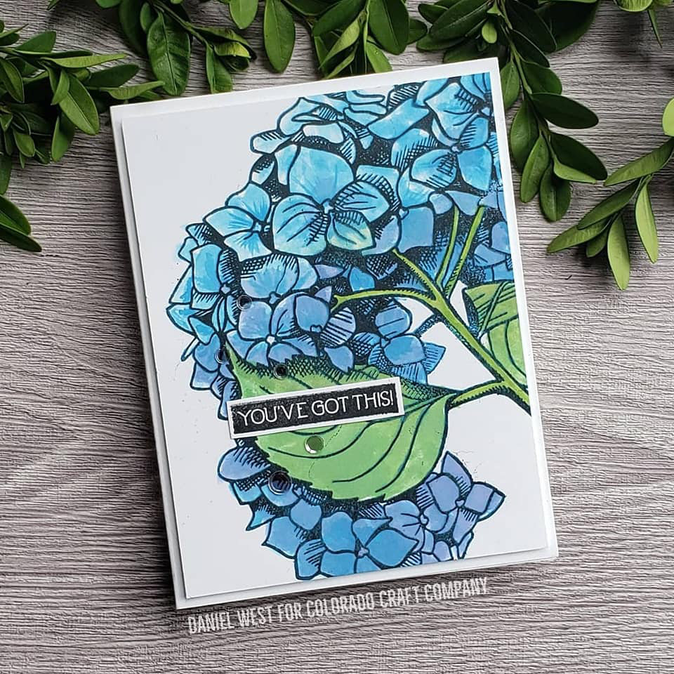 Get Well Hydrangea - Big & Bold