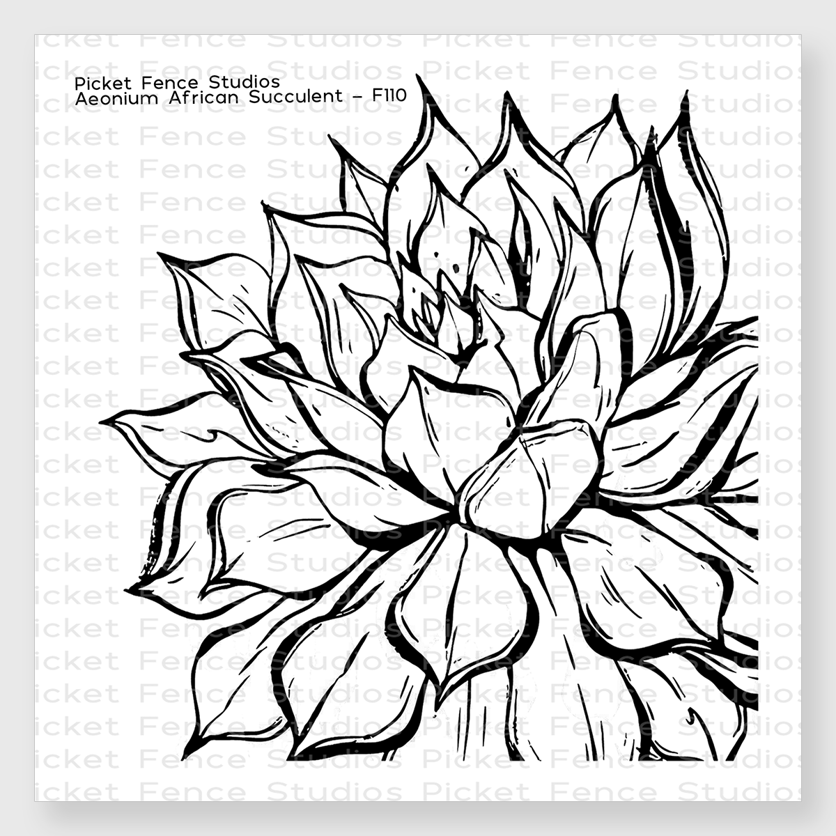 Aeonium African Succulent Aeonium African Succulent