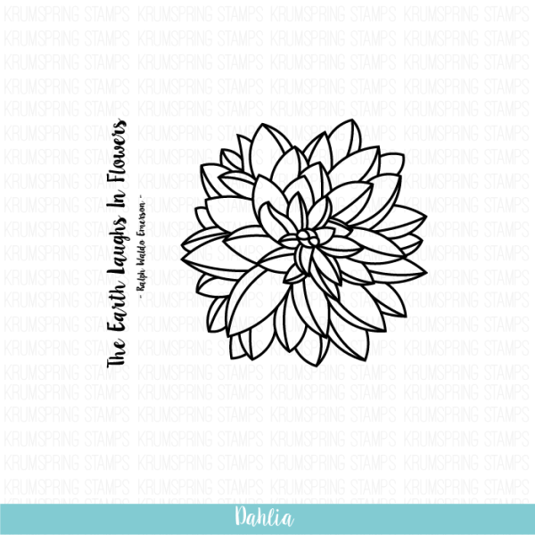 Dahlia