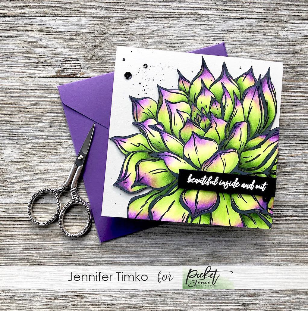 Aeonium African Succulent Aeonium African Succulent