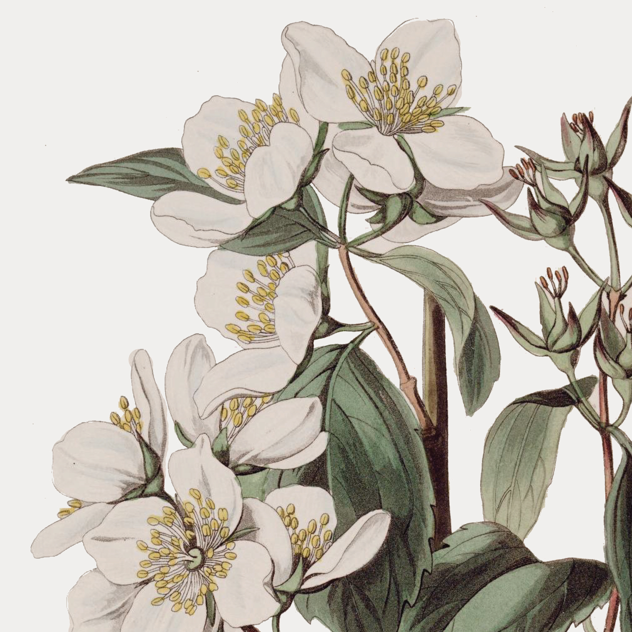 Savannah - Gingham Farms Collection - My Mind´s Eye Savannah - Gingham Farms Collection - My Mind´s Eye