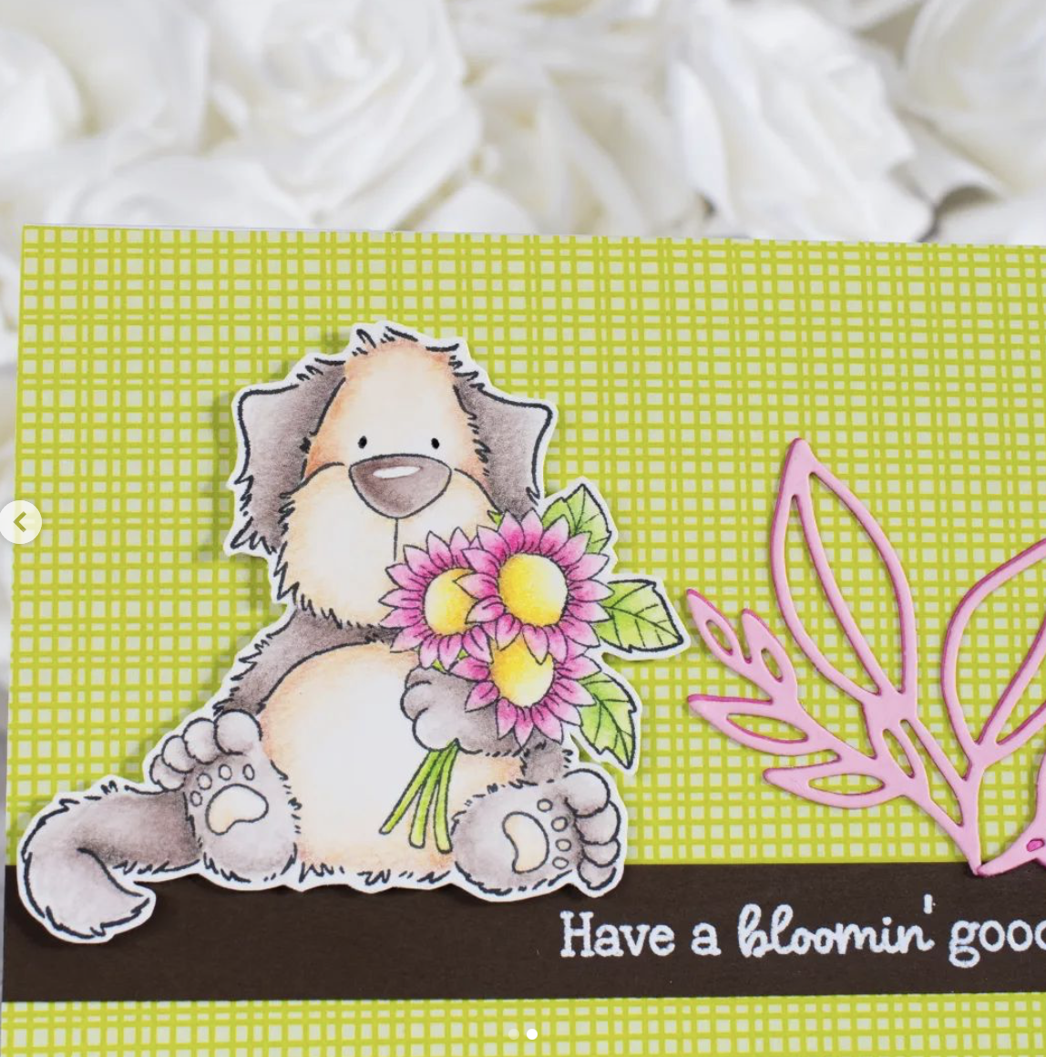 Sunshine Goldie Sunshine Goldie